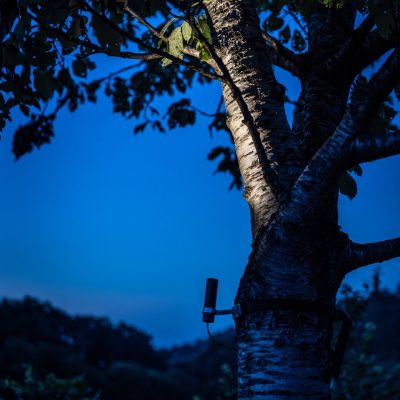 BUIO_Tree-strap_03@2x-5-1.jpg